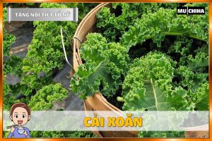 Ăn Gì Để Tăng Nội Tiết Tố Nữ? - Rau Cải Xoăn