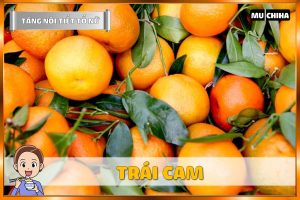 Ăn Gì Để Tăng Nội Tiết Tố Nữ? - Trái Cam