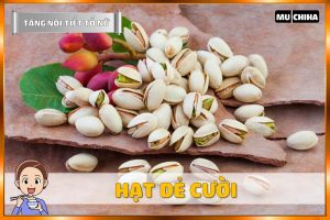 Ăn Gì Để Tăng Nội Tiết Tố Nữ? - Hạt Dẻ Cười