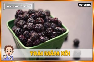 Ăn Gì Để Tăng Nội Tiết Tố Nữ? - Trái Mâm Xôi