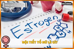 Nội Tiết Tố Nữ Là Gì?