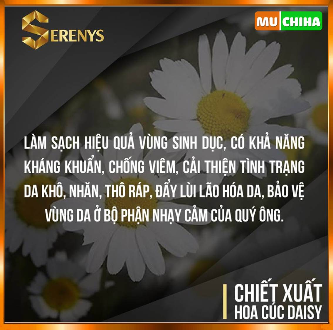 Dung Dịch Vệ Sinh Nam Serenys Chính Hãng, Serenys 110ml Khử Mùi, Làm Sạch Vùng Kín Cho Nam 12 Thành phần của Dung dịch vệ sinh nam Serenys - Hoa Cúc