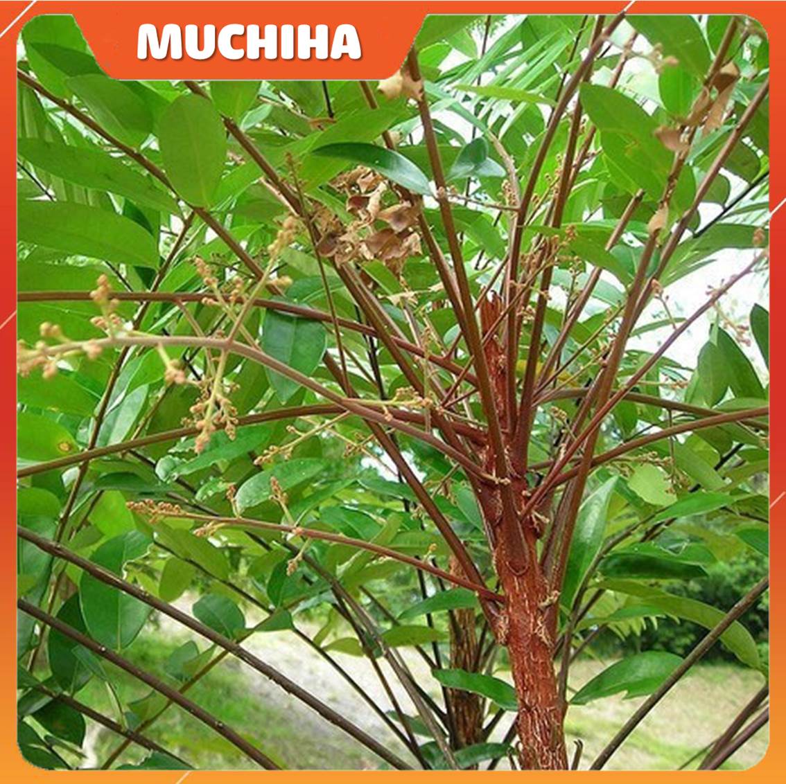 Cây Bá Bệnh - Thành Phần Chính Của Viên Sủi XtraMan